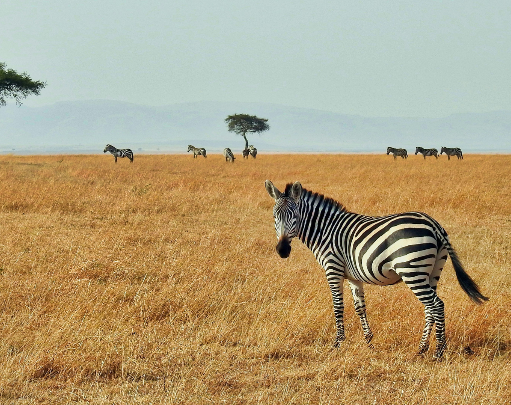 Kenya (2)safari