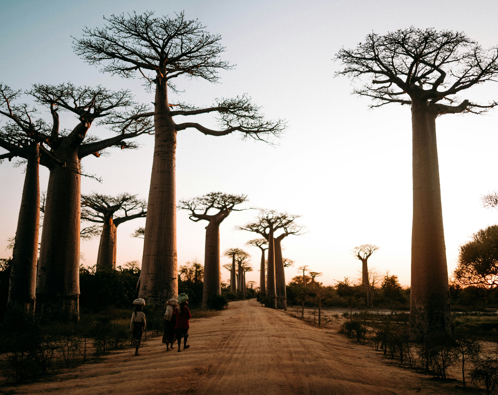 Madagascarsafari