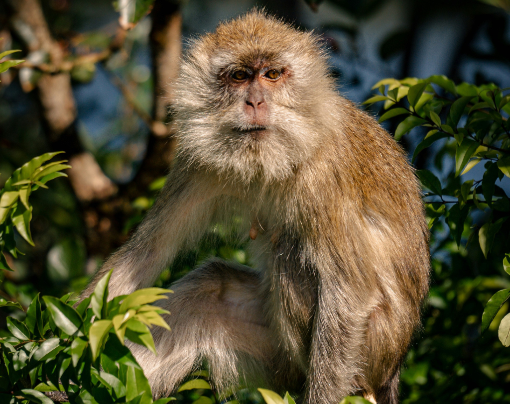 Mauritiussafari