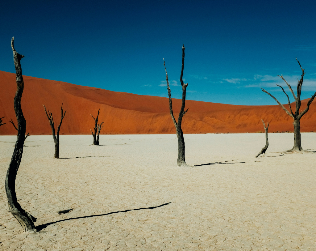 Namibie (4)safari
