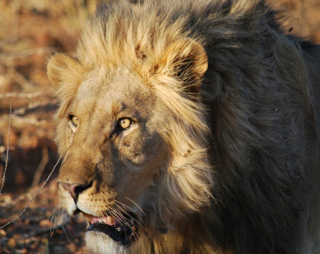 Namibiesafari