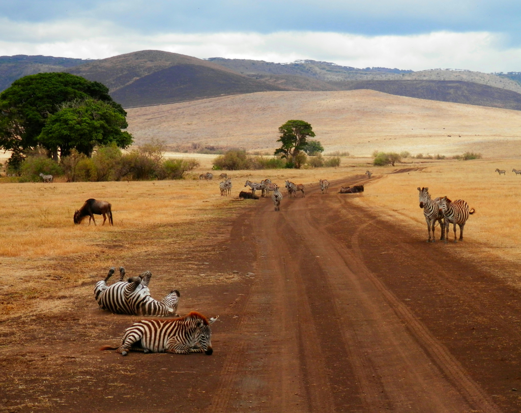 Tanzanie (2)safari