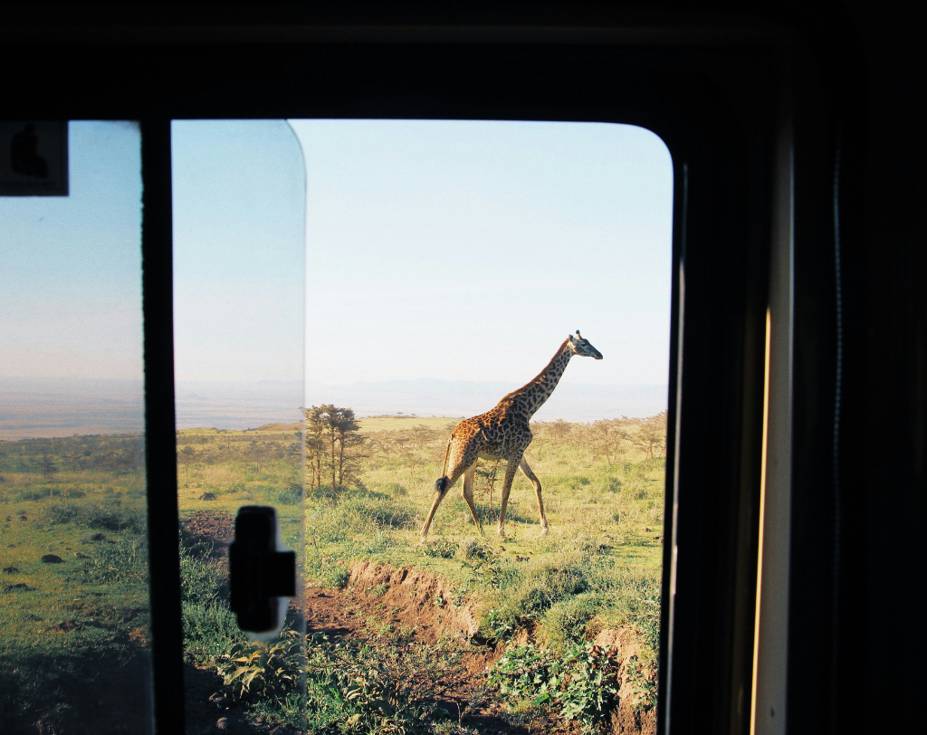 Tanzanie (Kilimandjaro)safari